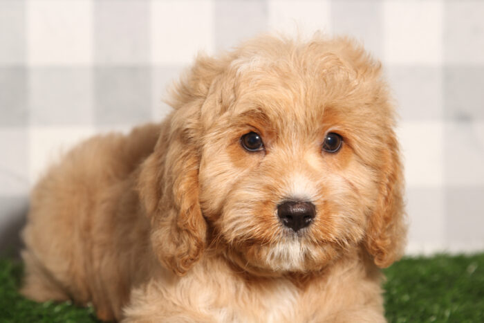 Miles-Red Male Cavapoo Puppy