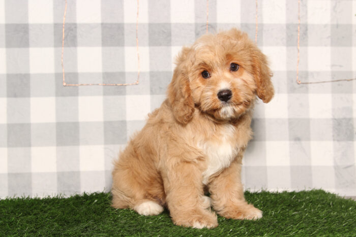 Miles-Red Male Cavapoo Puppy - Image 3