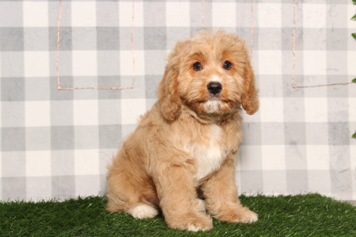 Miles-Red Male Cavapoo Puppy - Image 2