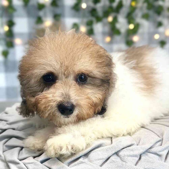 Nalah- Sweet Poochon Puppy for Sale in Georgia