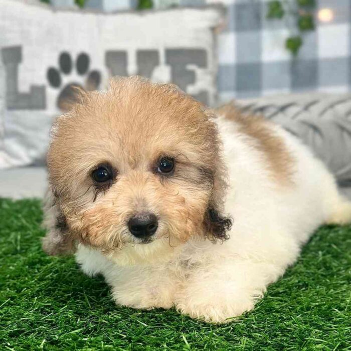 Nalah- Sweet Poochon Puppy for Sale in Georgia - Image 4