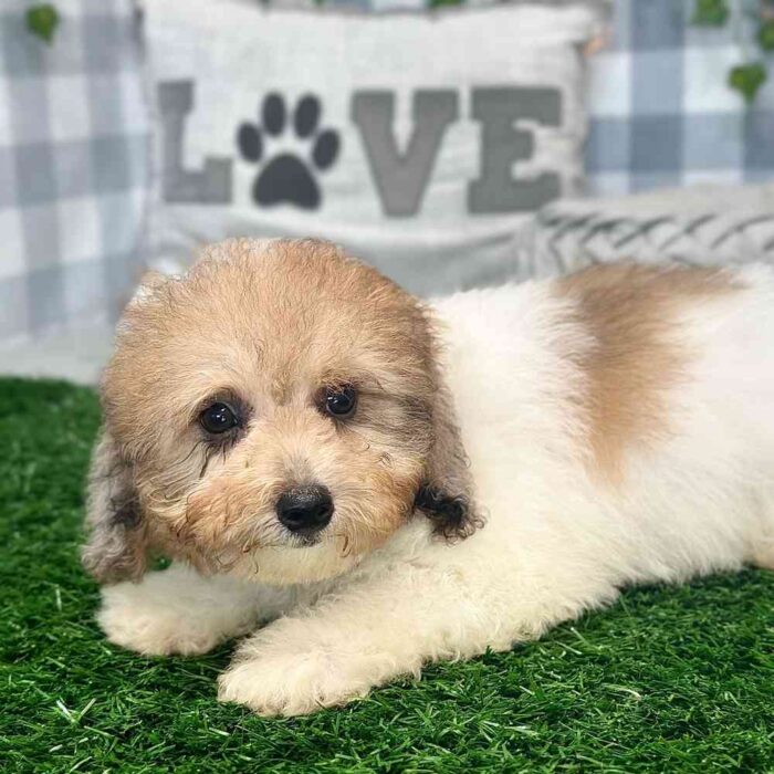 Nalah- Sweet Poochon Puppy for Sale in Georgia - Image 2