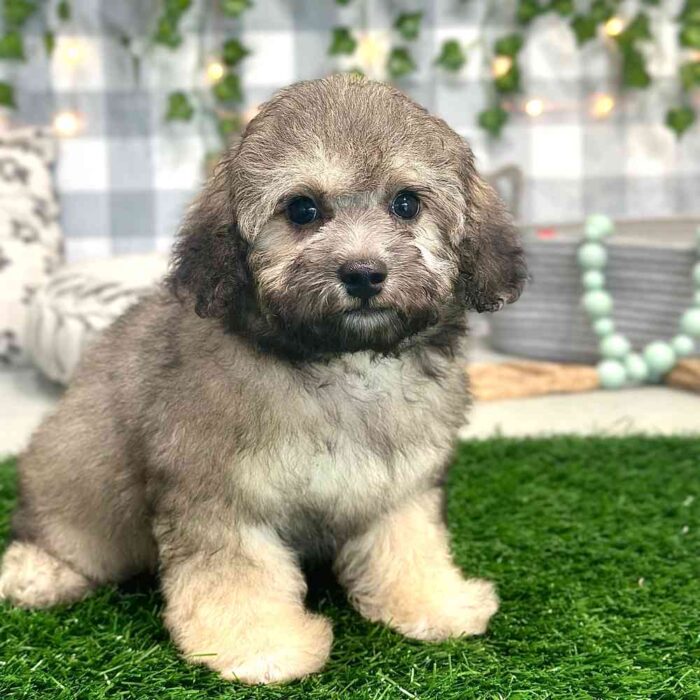 Naveen - Precious Poochon Puppy for Sale in Georgia - Image 3