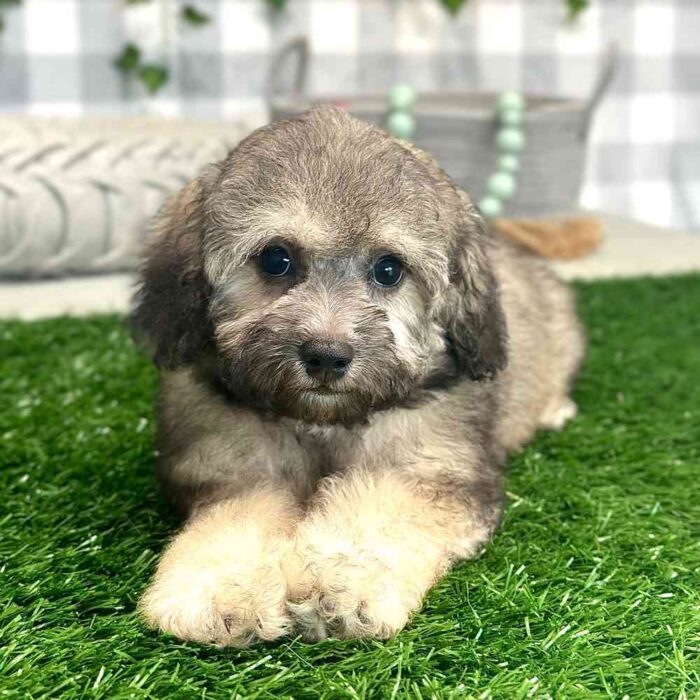 Naveen - Precious Poochon Puppy for Sale in Georgia - Image 4