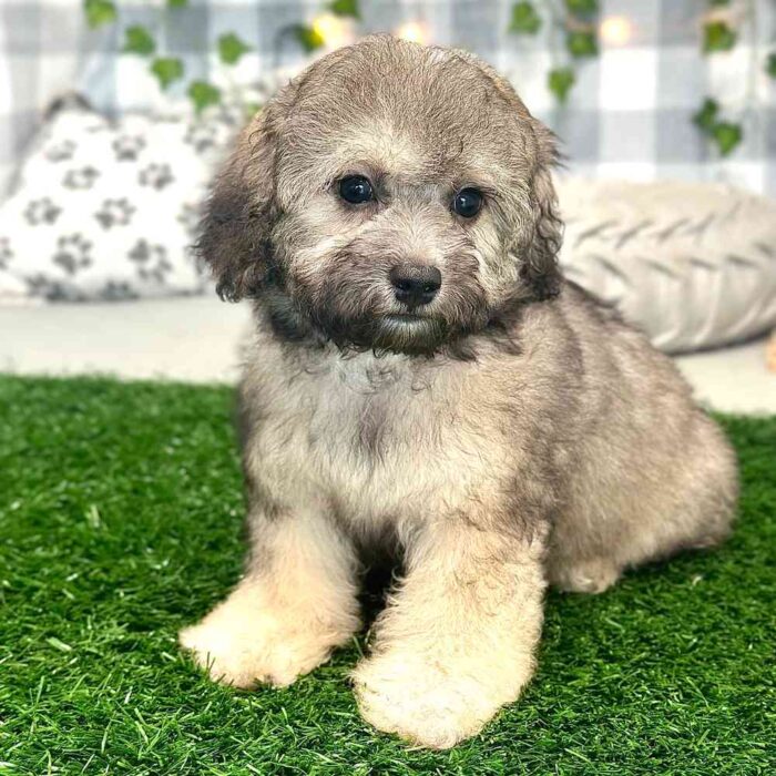 Naveen - Precious Poochon Puppy for Sale in Georgia - Image 5