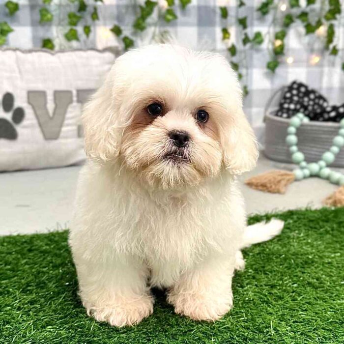 Pedro - Fluffy Teddy Bear Puppy for Sale in Georgia - Image 4