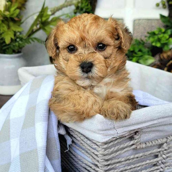 Richard Yorkiepoo Puppy 1