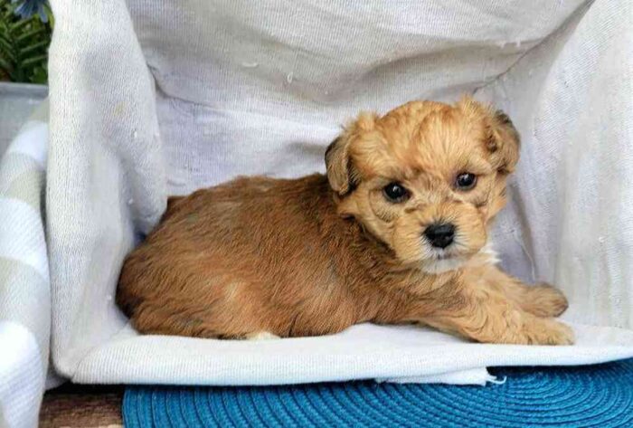 Richard - Sociable Yorkie-poo Puppy For Sale in Georgia - Image 3