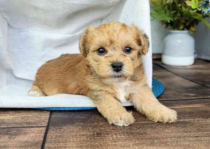 Richard - Sociable Yorkie-poo Puppy For Sale in Georgia - Image 2