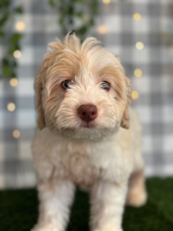Rosetta - Cream/White Female Mini AussiePoo Puppy