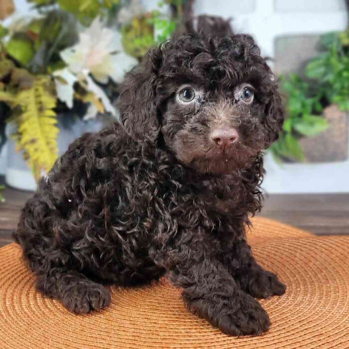 Rudy Poodle Puppy 1