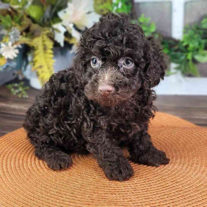 Rudy - Regal Poodle Puppy for Sale in Georgia - Image 3