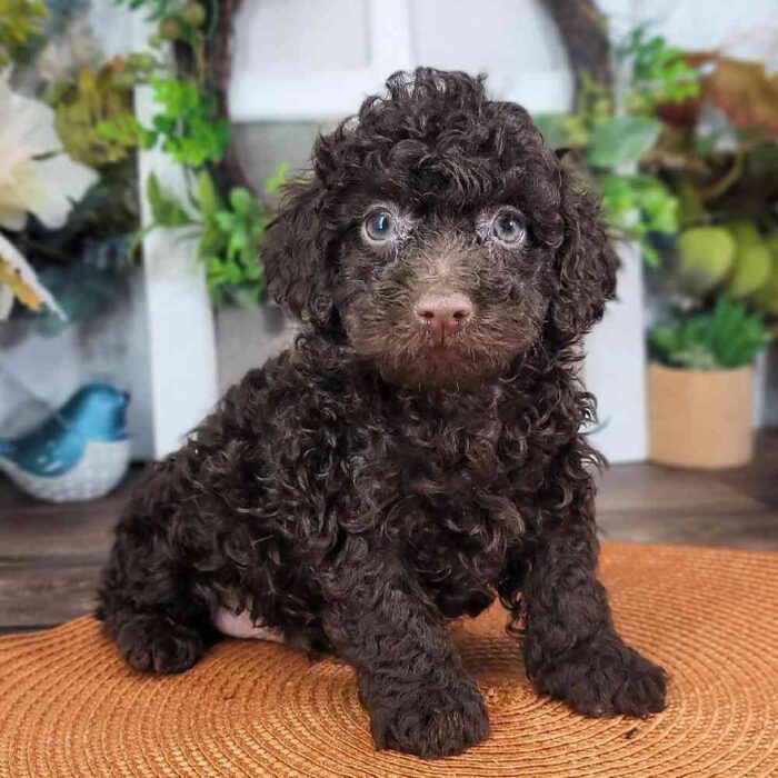 Rudy - Regal Poodle Puppy for Sale in Georgia - Image 2