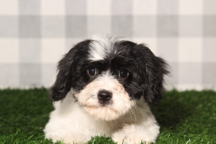Shay-Black/White Female Cavachon Puppy - Image 3