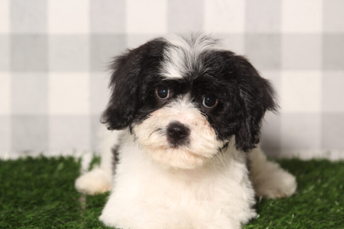 Shay-Black/White Female Cavachon Puppy