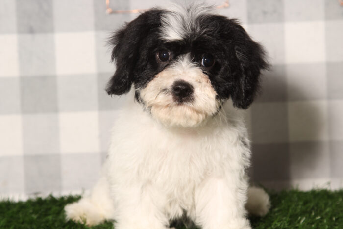 Shay-Black/White Female Cavachon Puppy - Image 2