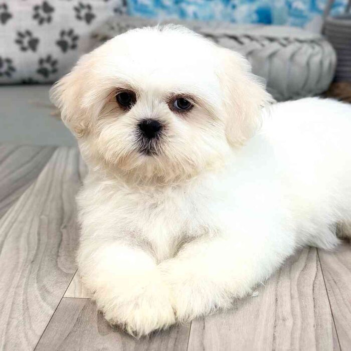 Sienna Teddy Bear Puppy 1