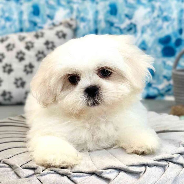 Sienna - Snuggly Teddy Bear Puppy for Sale in Georgia - Image 2