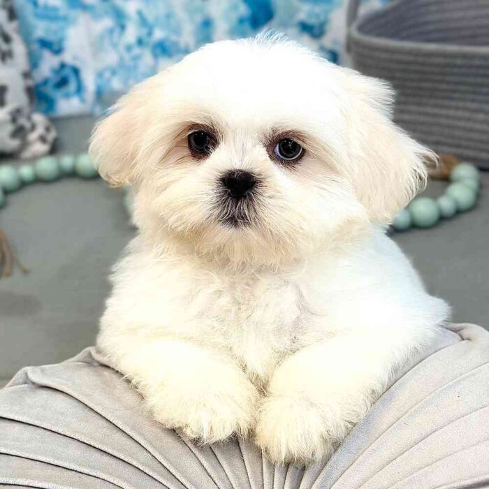 Sienna - Snuggly Teddy Bear Puppy for Sale in Georgia - Image 3