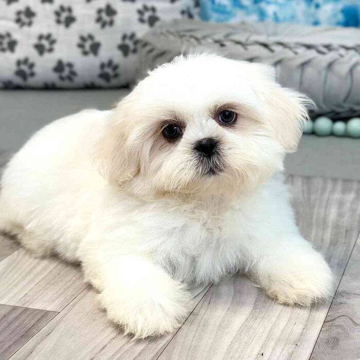 Sienna - Snuggly Teddy Bear Puppy for Sale in Georgia - Image 4