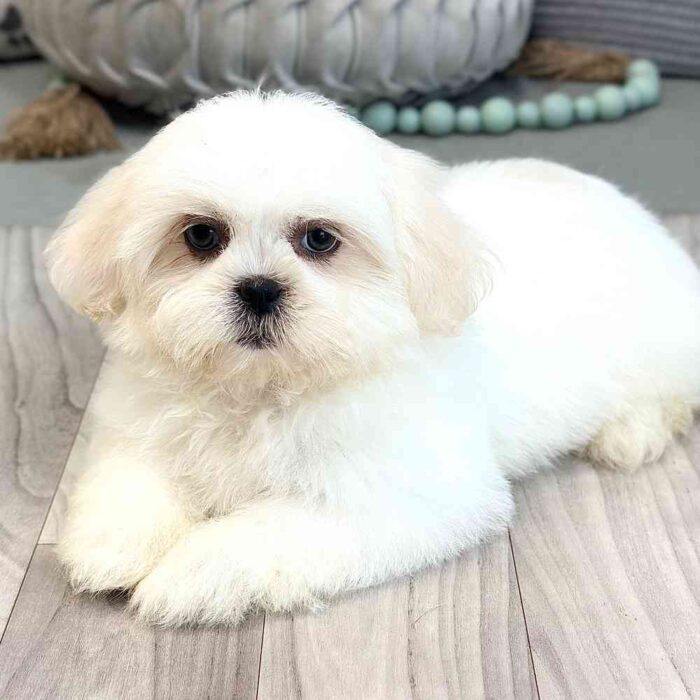 Sienna - Snuggly Teddy Bear Puppy for Sale in Georgia - Image 5