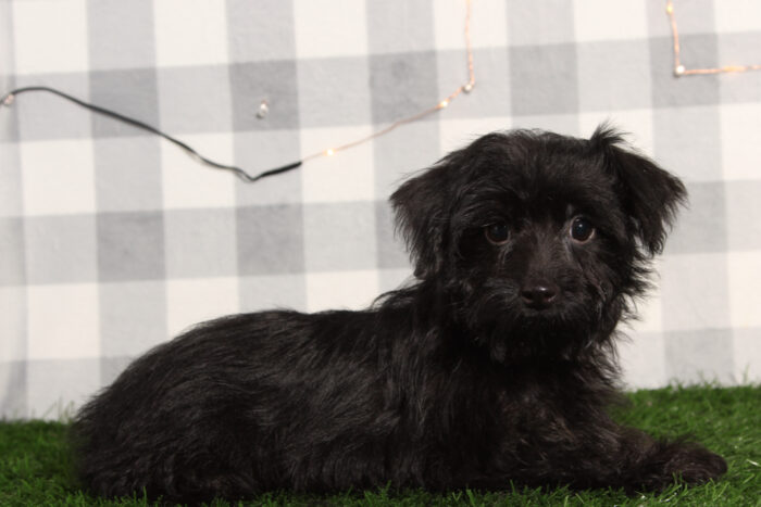 Stephan - Dashing Black Male Yorkie-Poo Puppy - Image 4