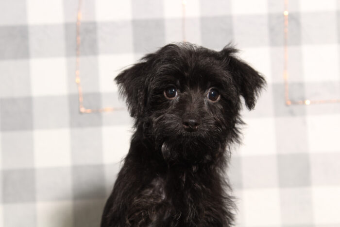 Stephan - Dashing Black Male Yorkie-Poo Puppy - Image 3