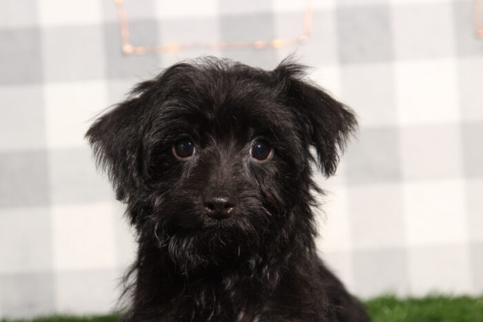 Stephan - Dashing Black Male Yorkie-Poo Puppy - Image 2