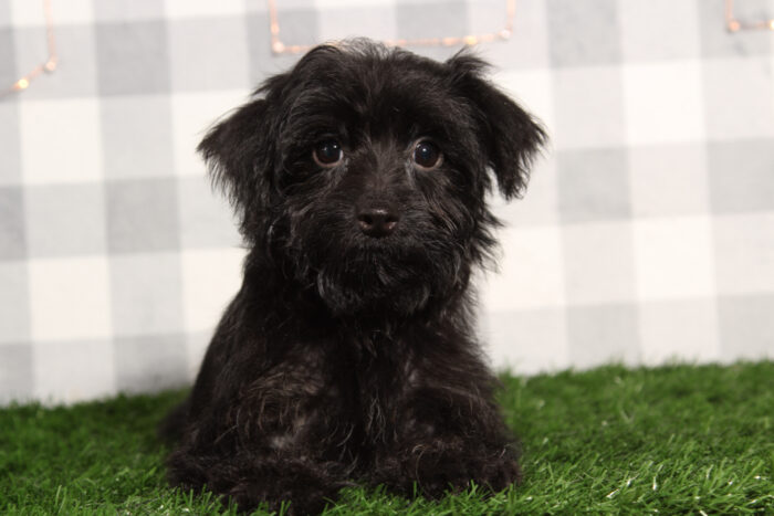 Stephan - Dashing Black Male Yorkie-Poo Puppy