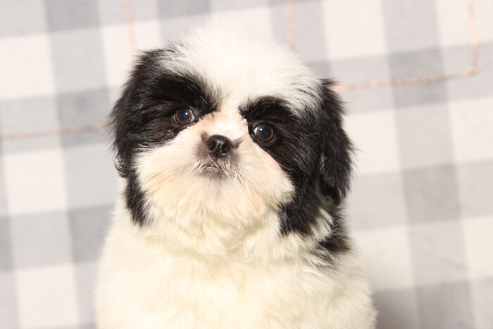 Zack -ACA Male Shih-Tzu Puppy