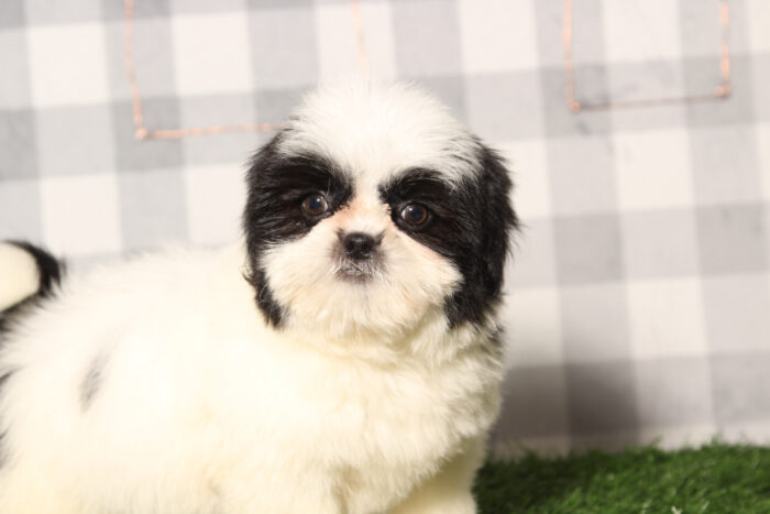 Zack -ACA Male Shih-Tzu Puppy - Image 3