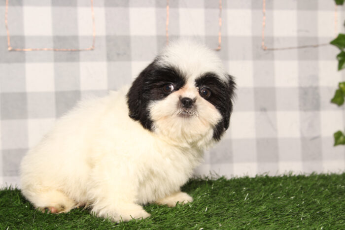 Zack -ACA Male Shih-Tzu Puppy - Image 2