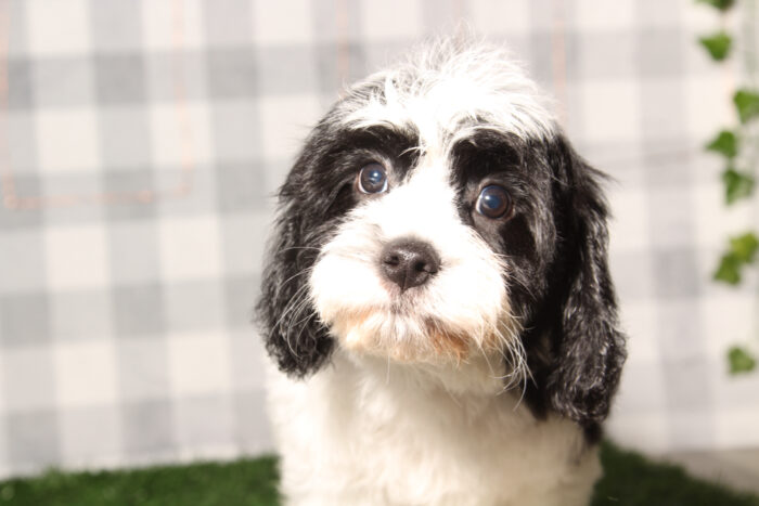 Walter-Black/White Male Cavachon Puppy - Image 3
