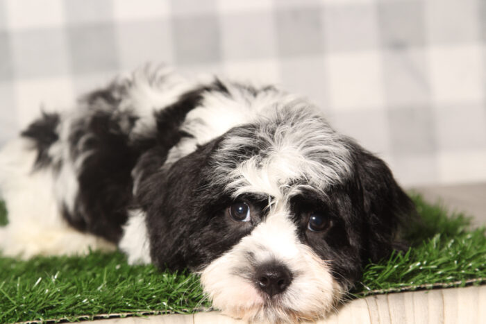 Walter-Black/White Male Cavachon Puppy - Image 2