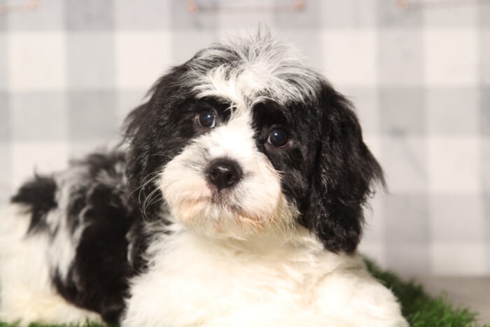 Walter-Black/White Male Cavachon Puppy