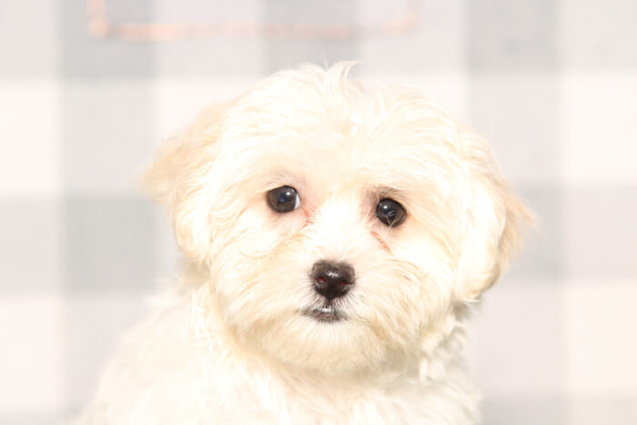 Zoe-Tan/White Female Havapoo Puppy
