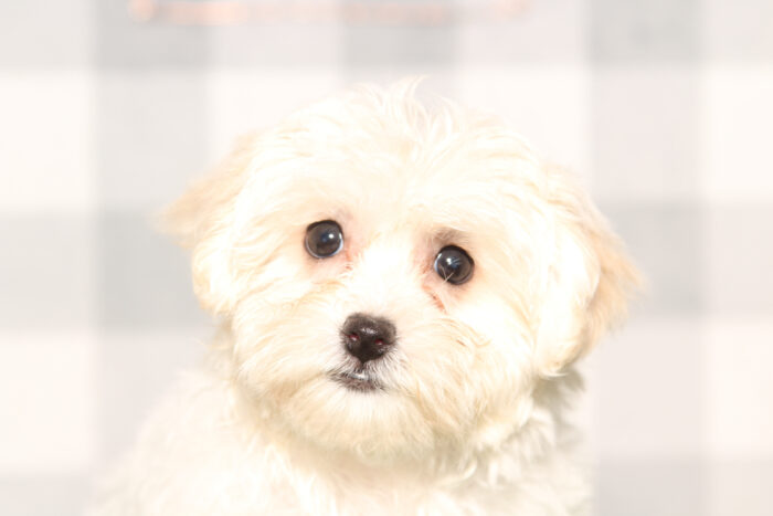 Zoe-Tan/White Female Havapoo Puppy - Image 3