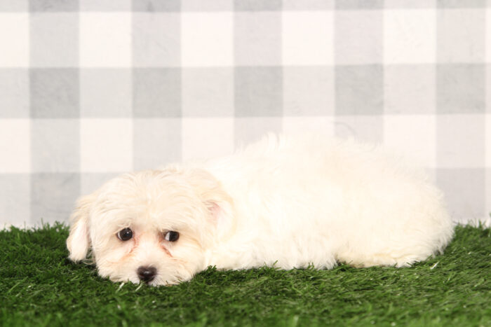 Zoe-Tan/White Female Havapoo Puppy - Image 2