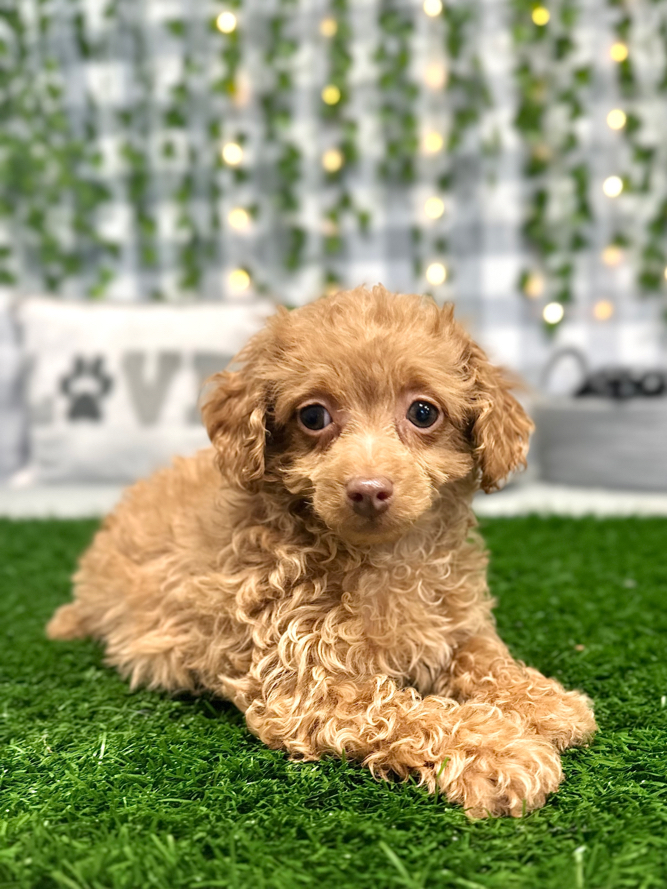 Abby Adorable Tan Female Poodle Puppy