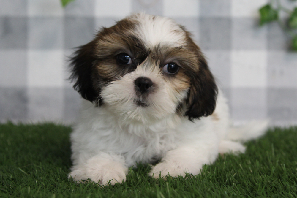 Ace - Brown/White ACA Male Shih Tzu Puppy
