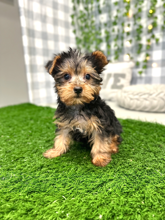 Ace Upbeat Male Toy Yorkie Puppy for Sale in Georgia