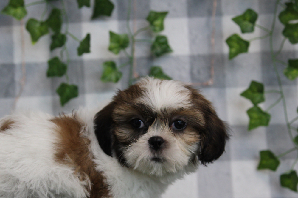 Ace - Brown/White ACA Male Shih Tzu Puppy - Image 3