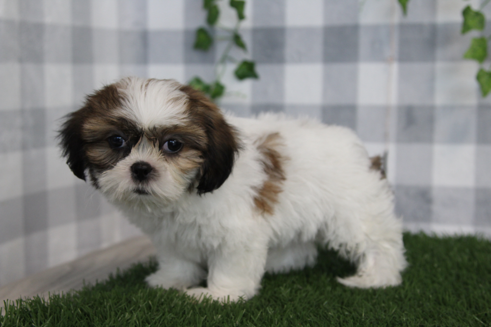 Ace - Brown/White ACA Male Shih Tzu Puppy - Image 2