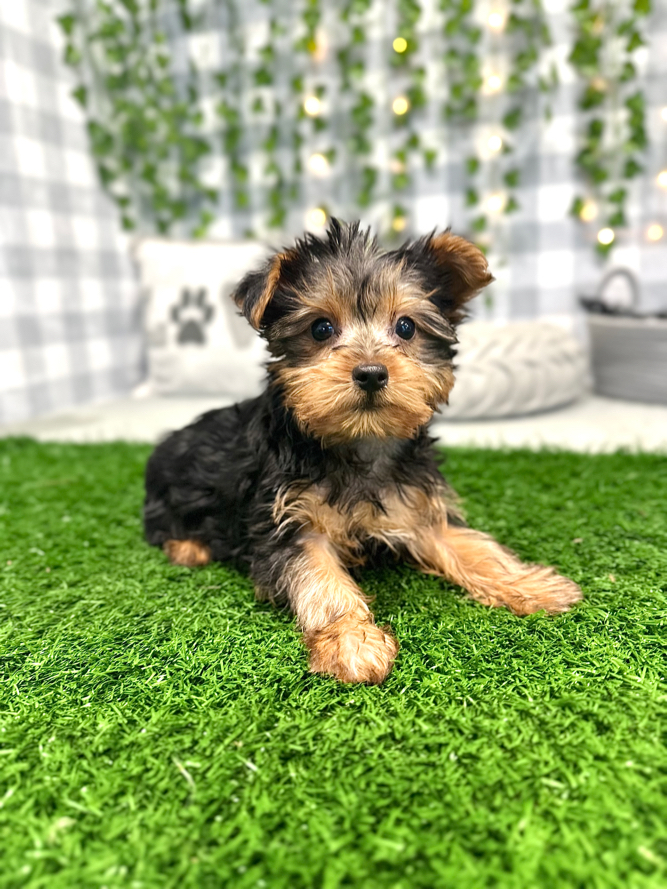 Puppyspot yorkies 2024