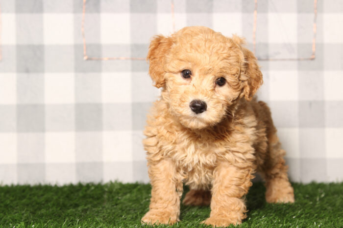 Adam-Red Poochon Male Puppy