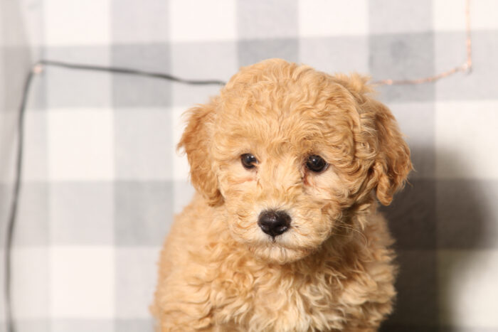 Adam-Red Poochon Male Puppy - Image 3