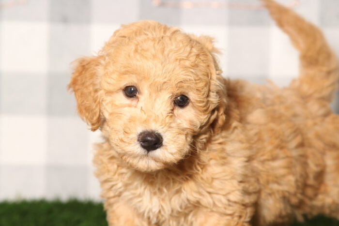 Adam-Red Poochon Male Puppy - Image 2