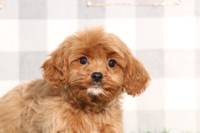 Adeline - Beautiful Red Female Cavapoo Puppy - Image 3