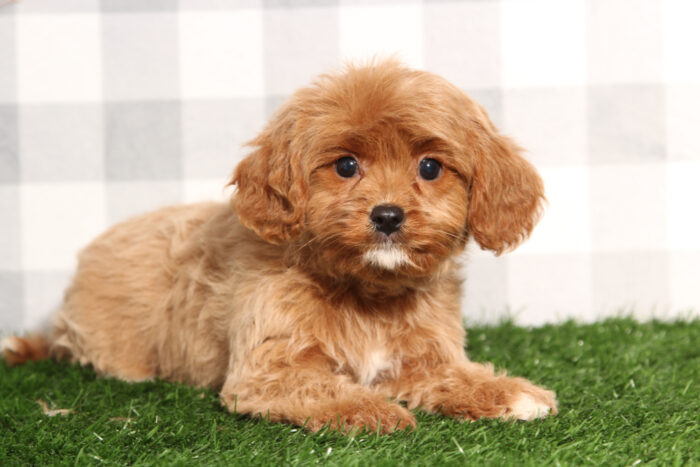 Adeline - Beautiful Red Female Cavapoo Puppy