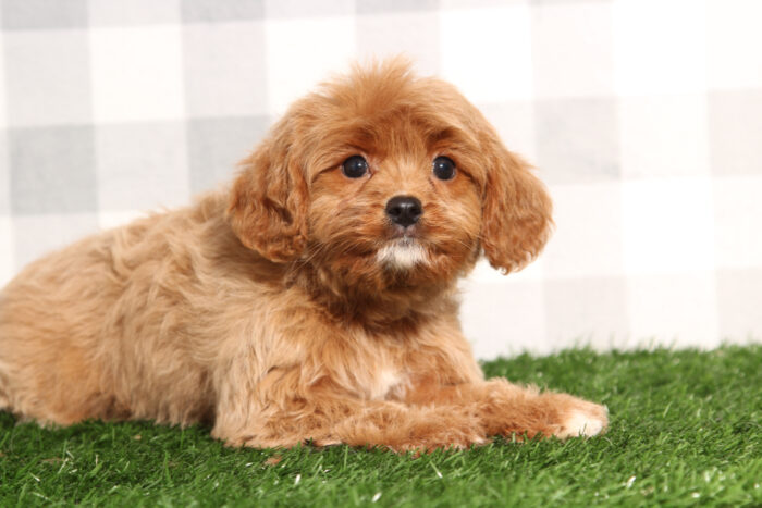 Adeline - Beautiful Red Female Cavapoo Puppy - Image 2